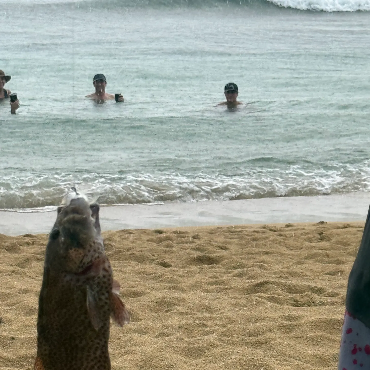The most recent Graysby grouper catches on Fishbrain