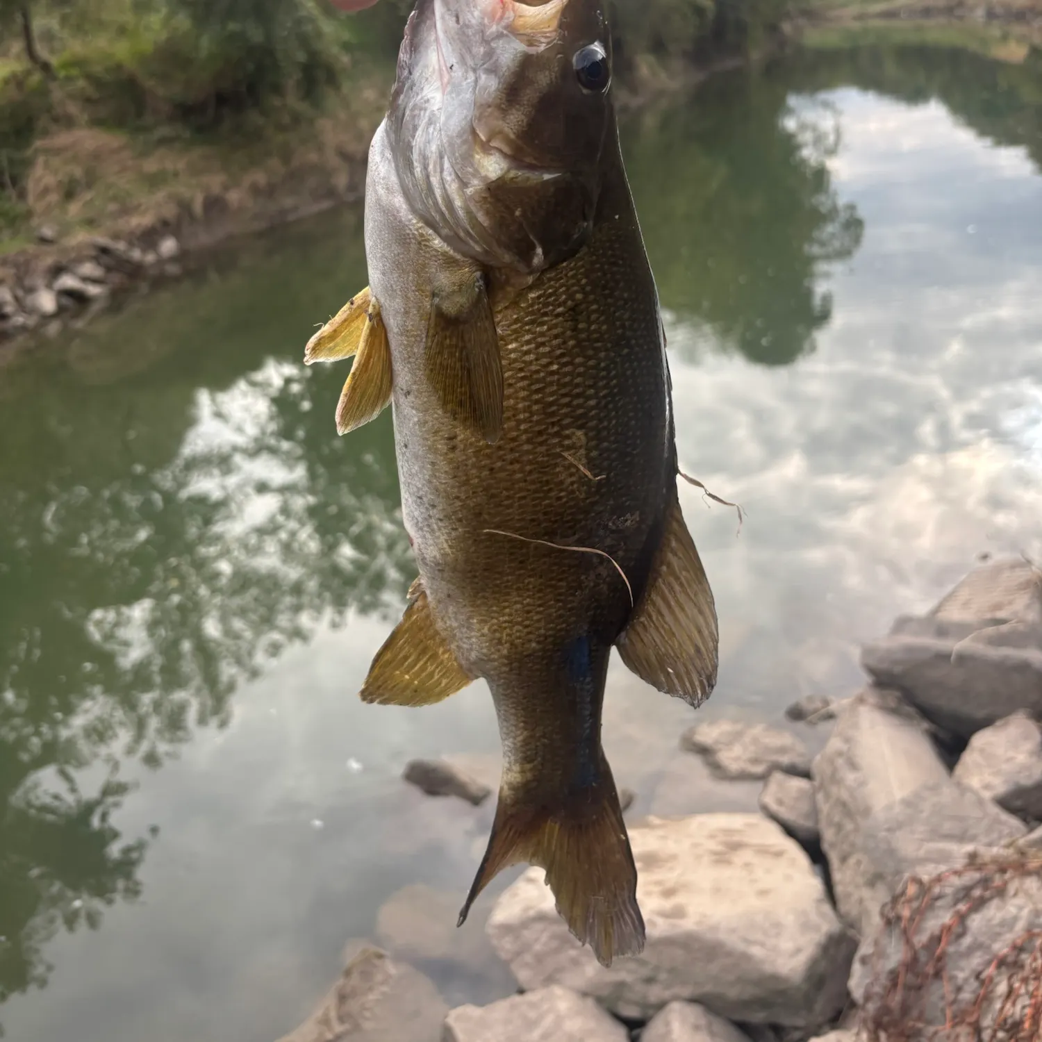 Smallmouth bass caught on Fishbrain