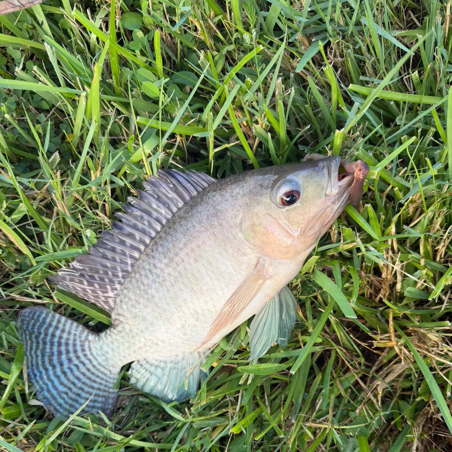 Blue tilapia caught on Fishbrain