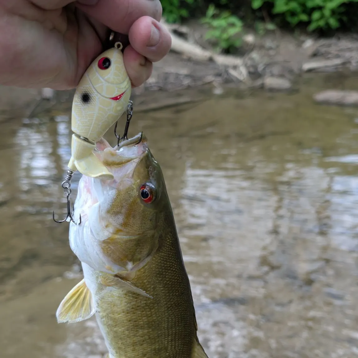 The most recent Smallmouth bass catches on Fishbrain