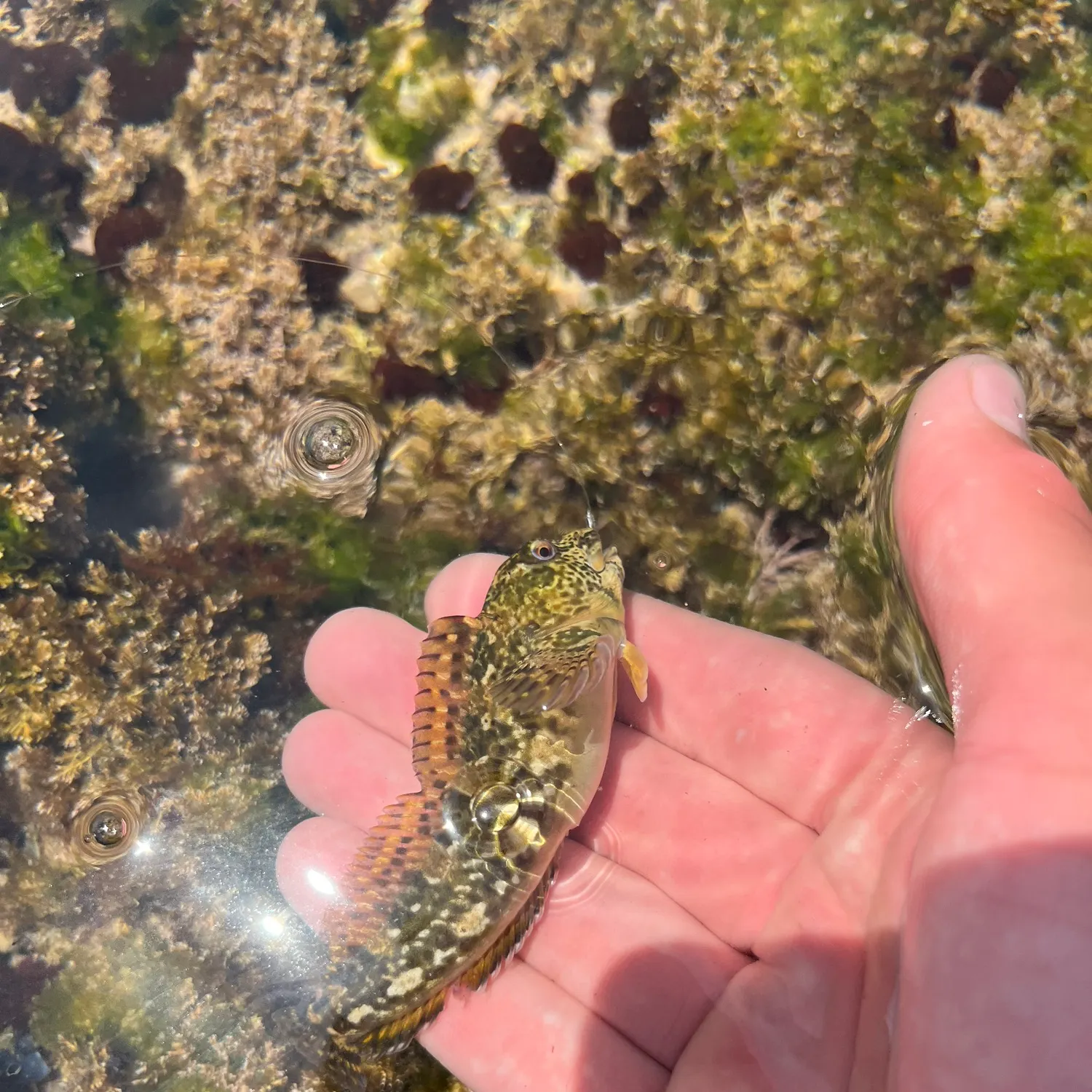 The most recent Shanny catches on Fishbrain