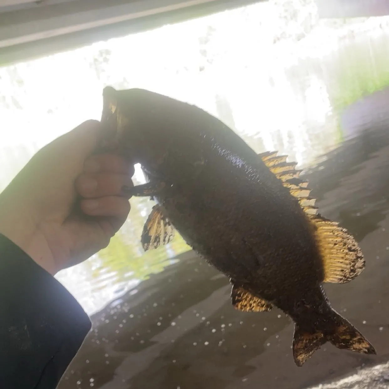 Smallmouth bass caught on Fishbrain
