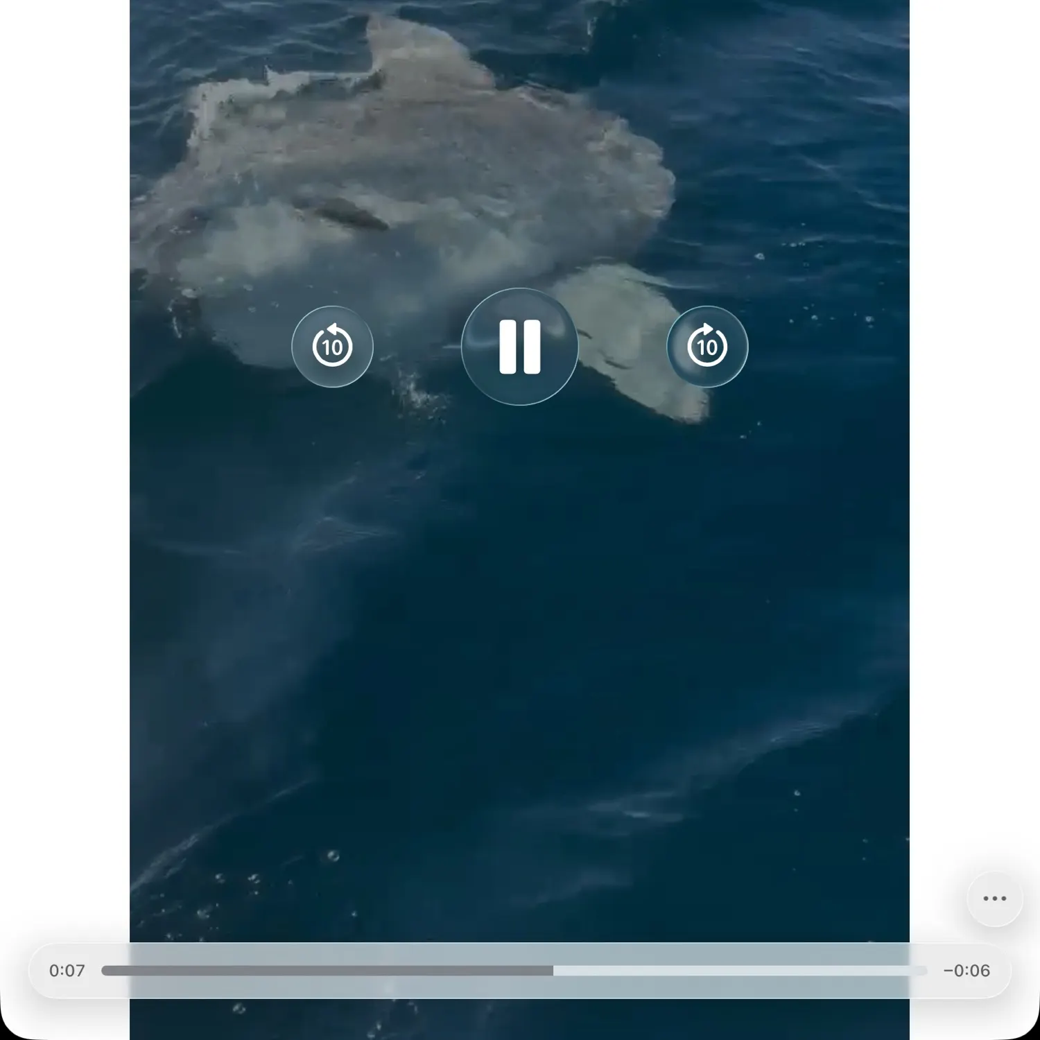 Fish caught on Fishbrain