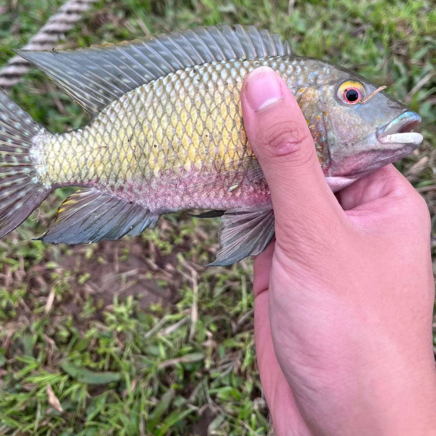 The most recent Redbreast tilapia catches on Fishbrain