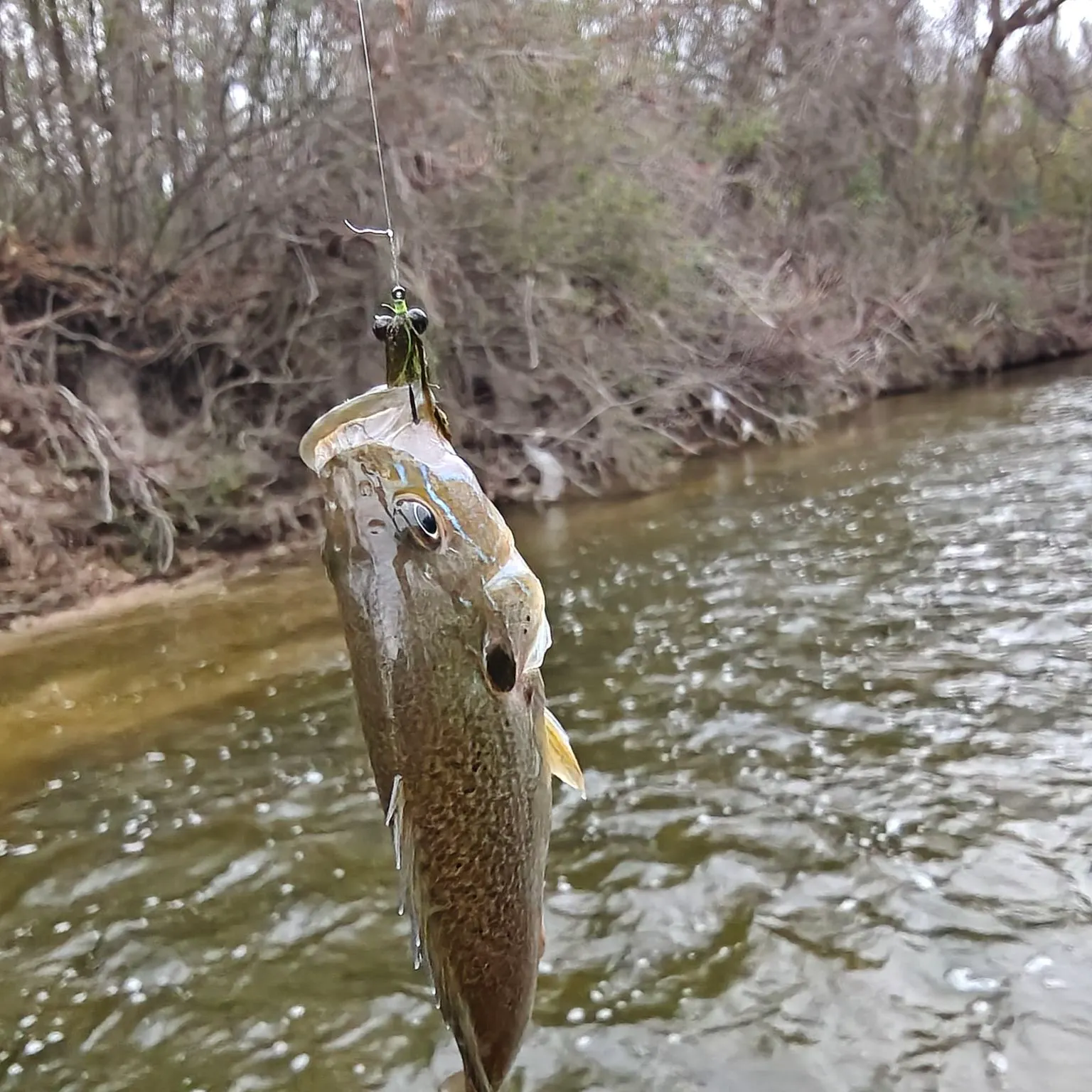 The most recent Longear sunfish catches on Fishbrain