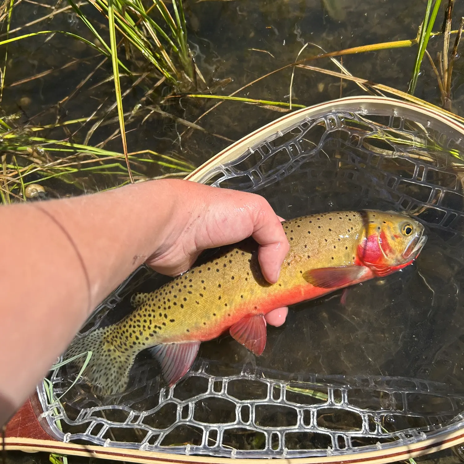 The most recent Rio Grande cutthroat trout catches on Fishbrain