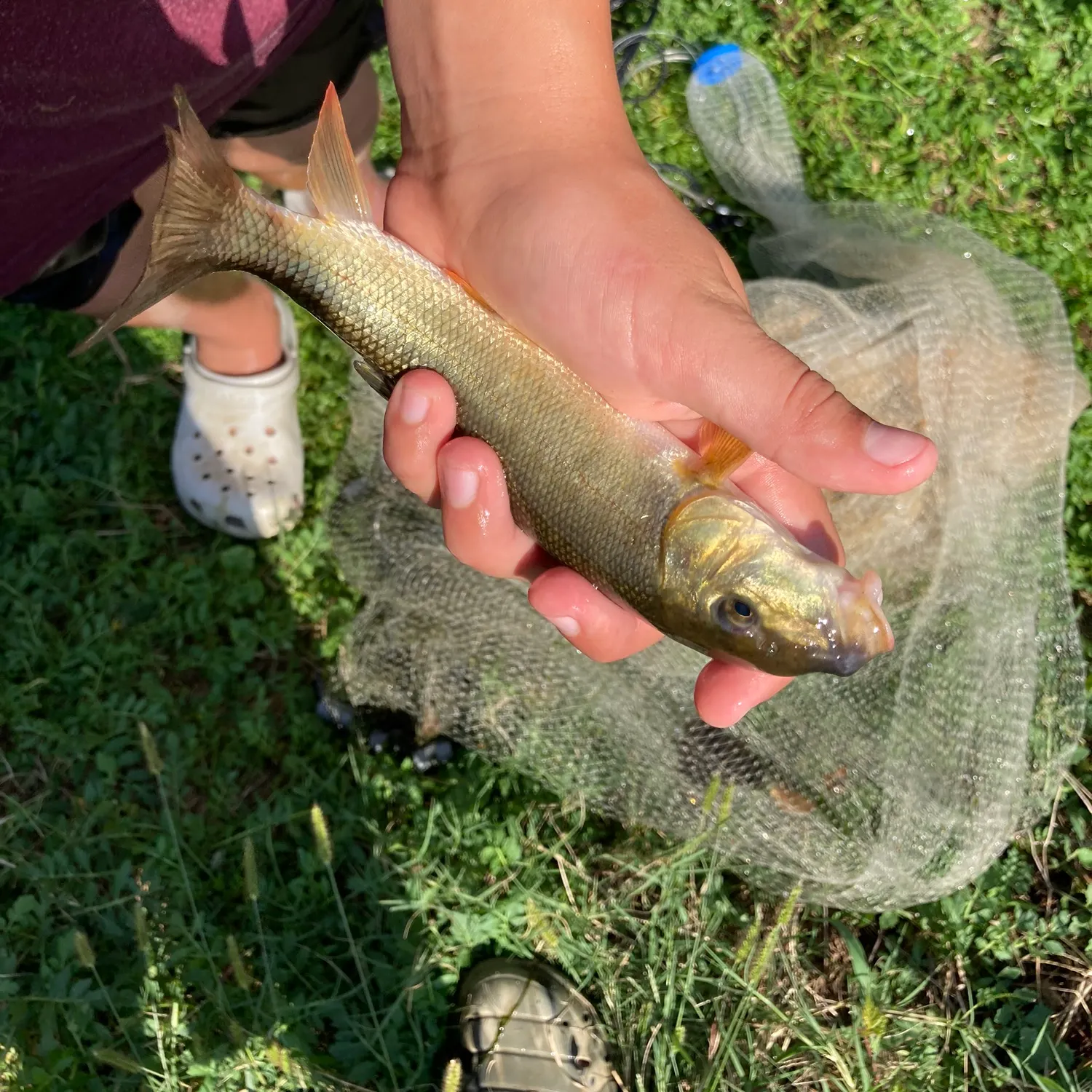 Silver redhorse caught on Fishbrain