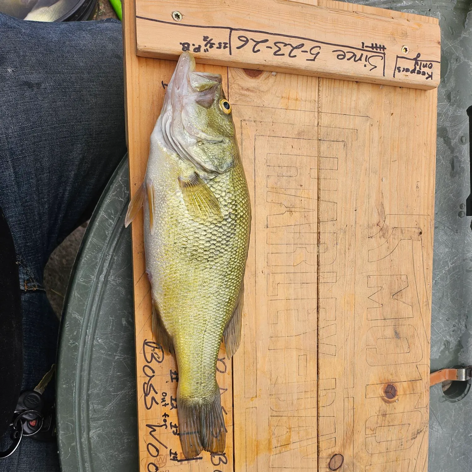 recently logged catches