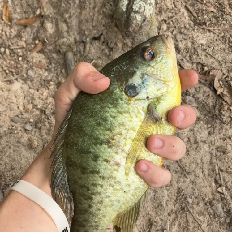 angler catch