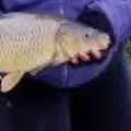 Common carp caught on Fishbrain