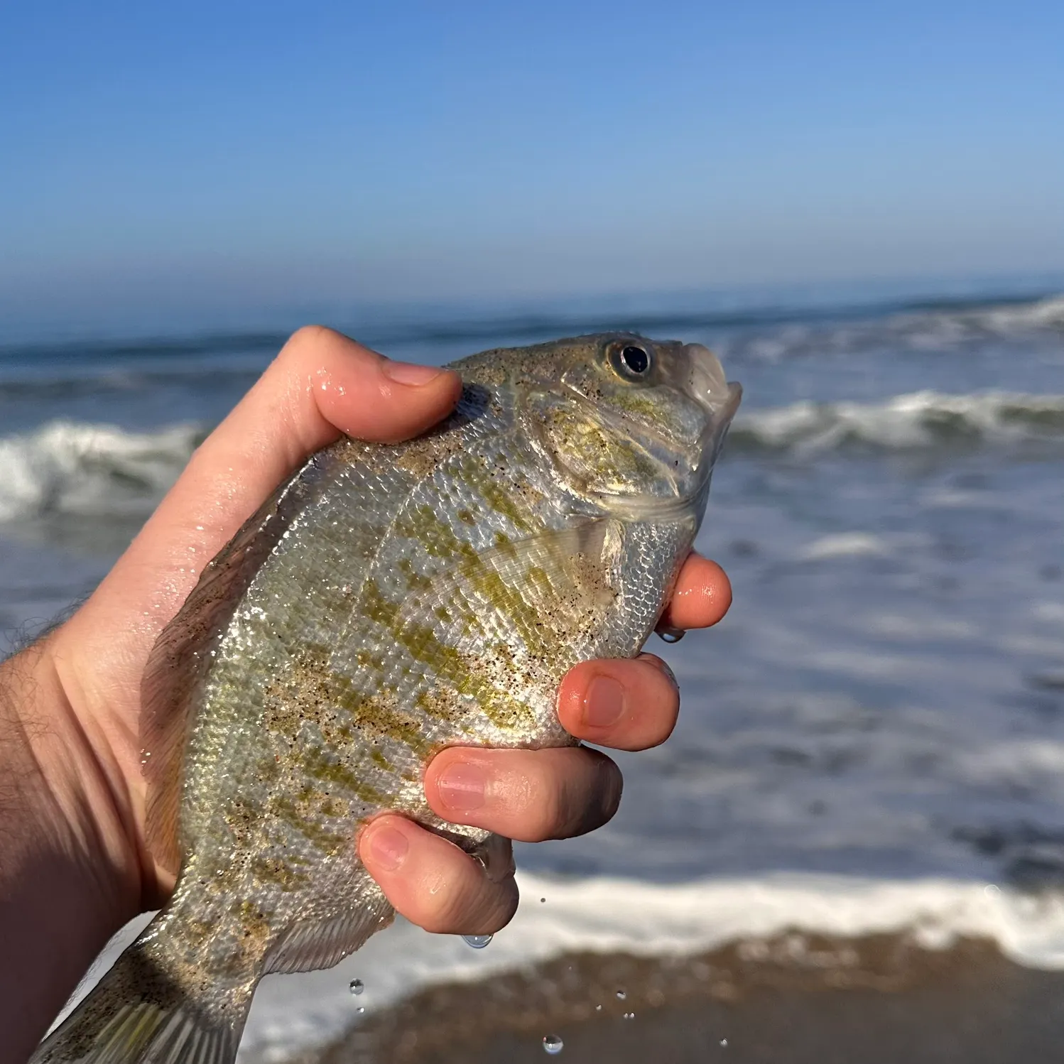 Barred surfperch caught on Fishbrain
