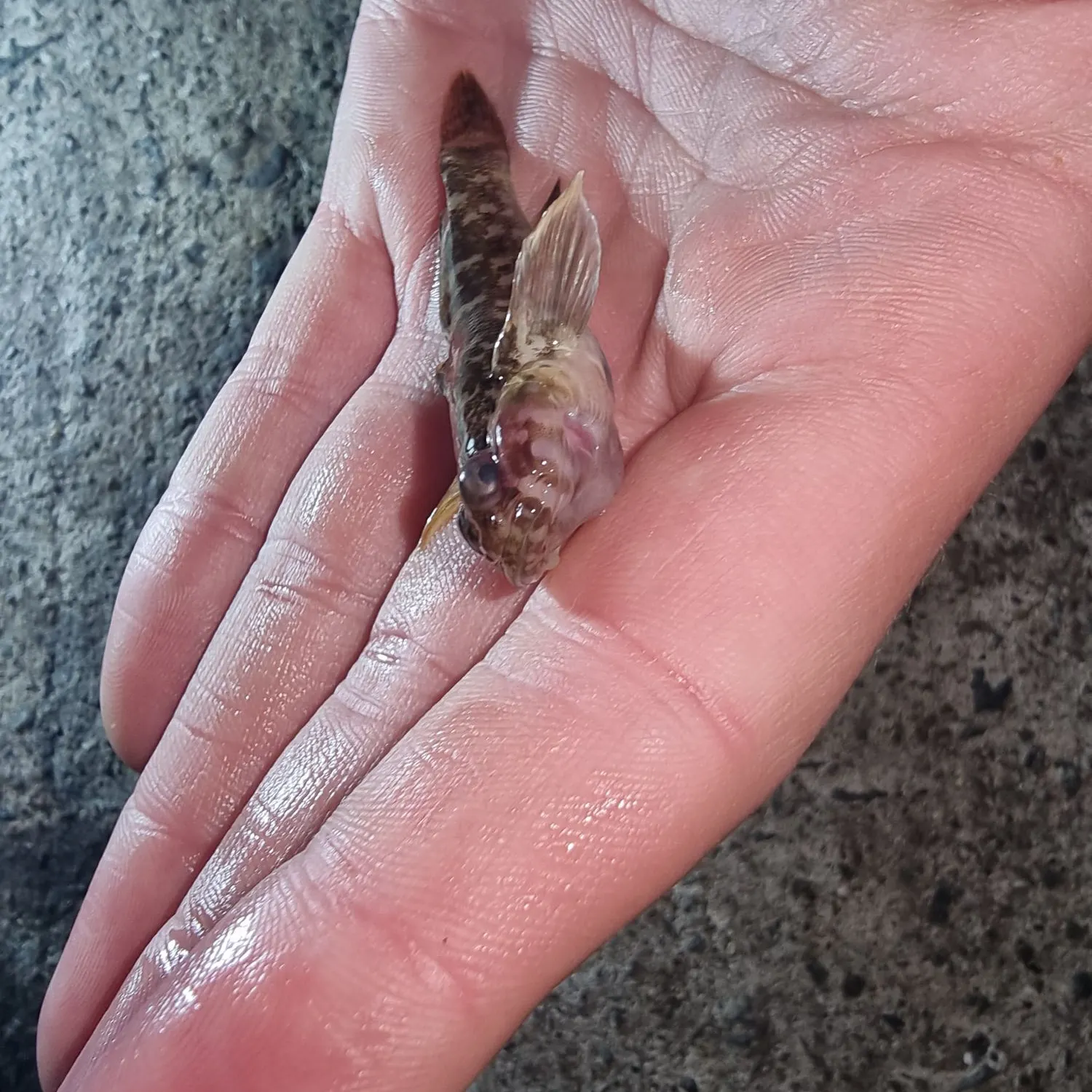 Rock goby caught on Fishbrain