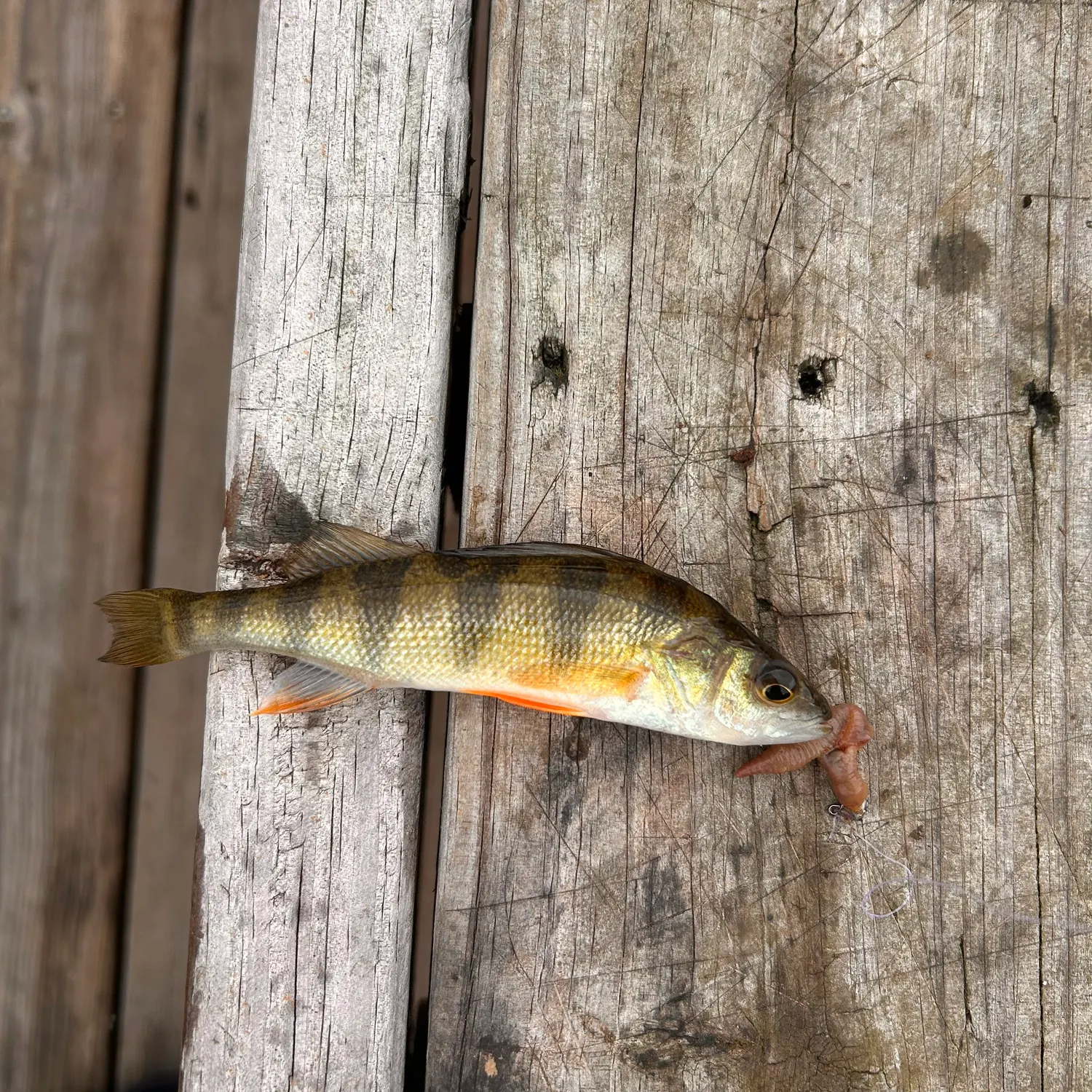 Yellow perch caught on Fishbrain