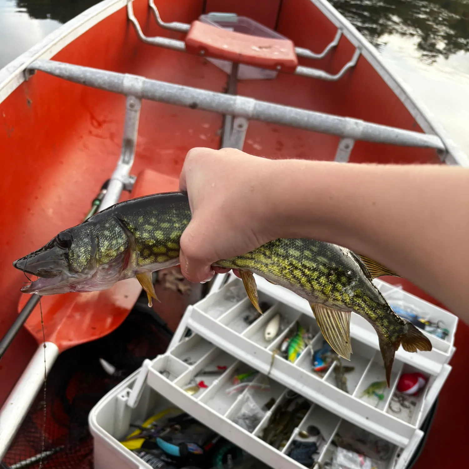 Chain pickerel caught on Fishbrain