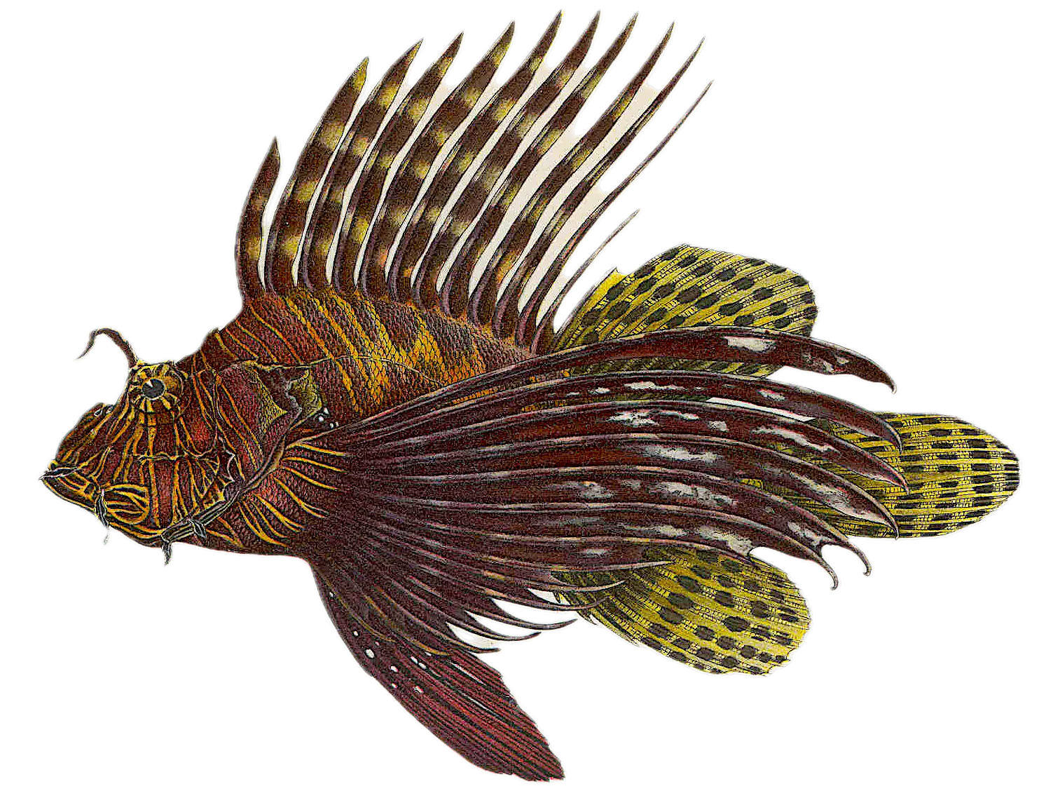 Red lionfish