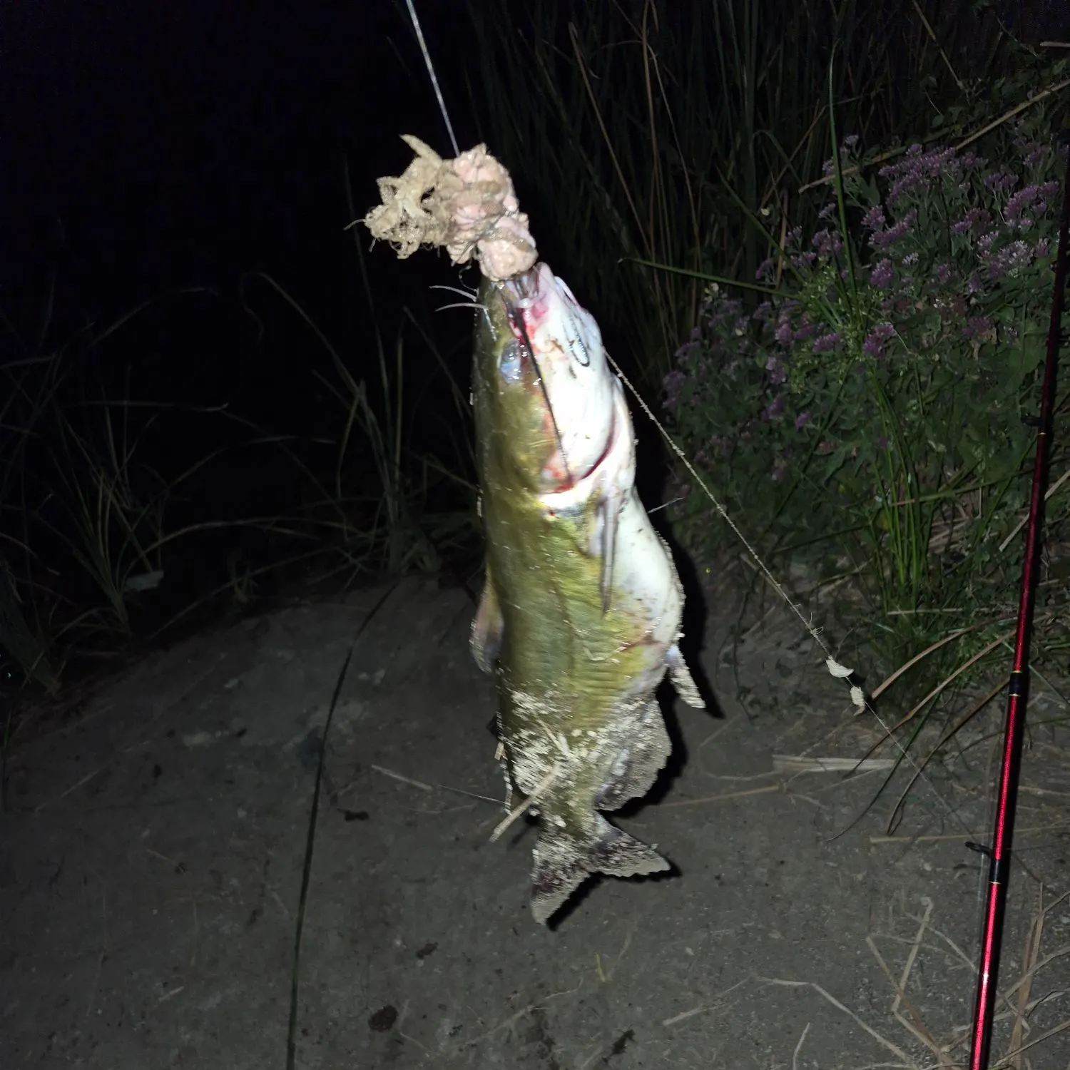 Channel catfish caught on Fishbrain
