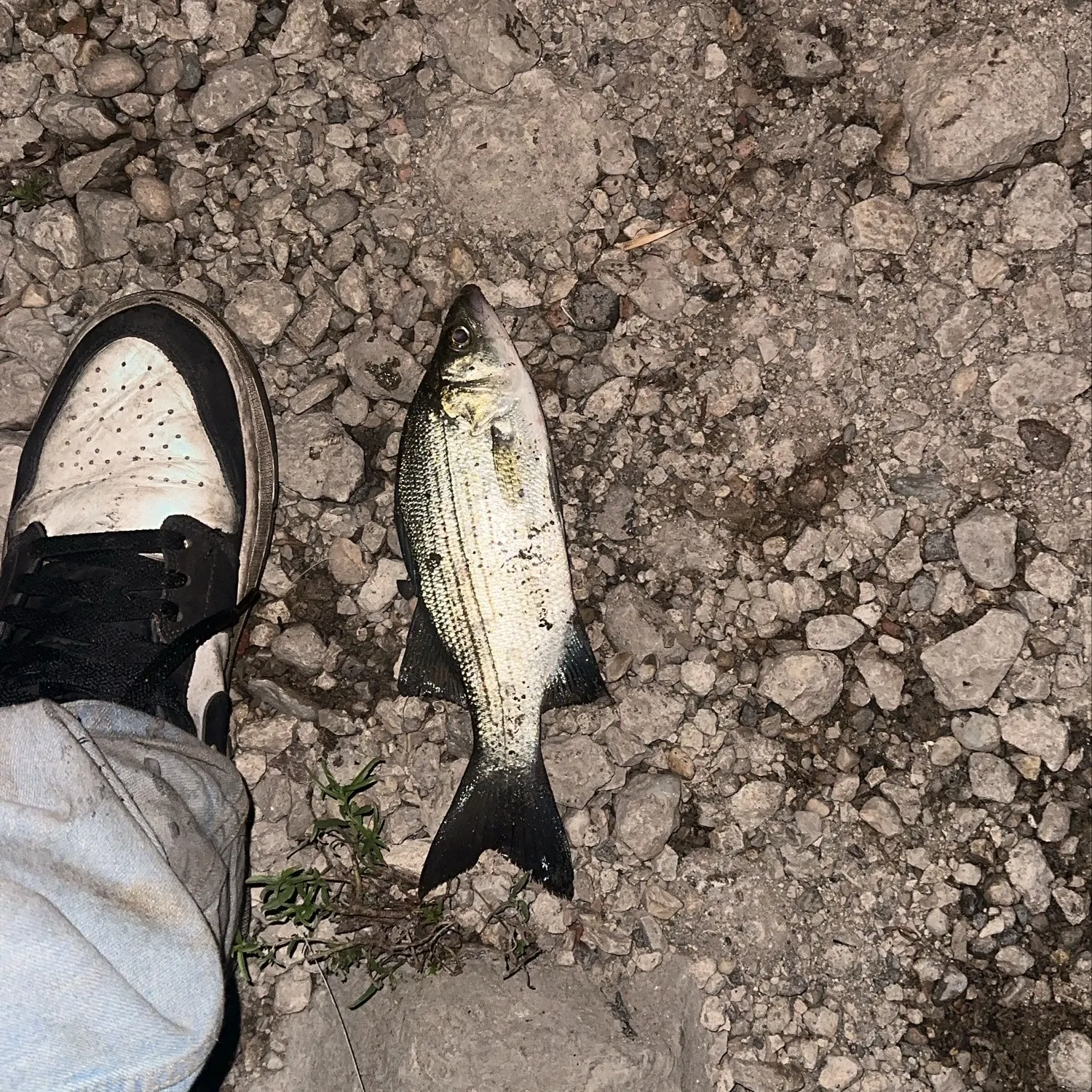 Striped bass caught on Fishbrain