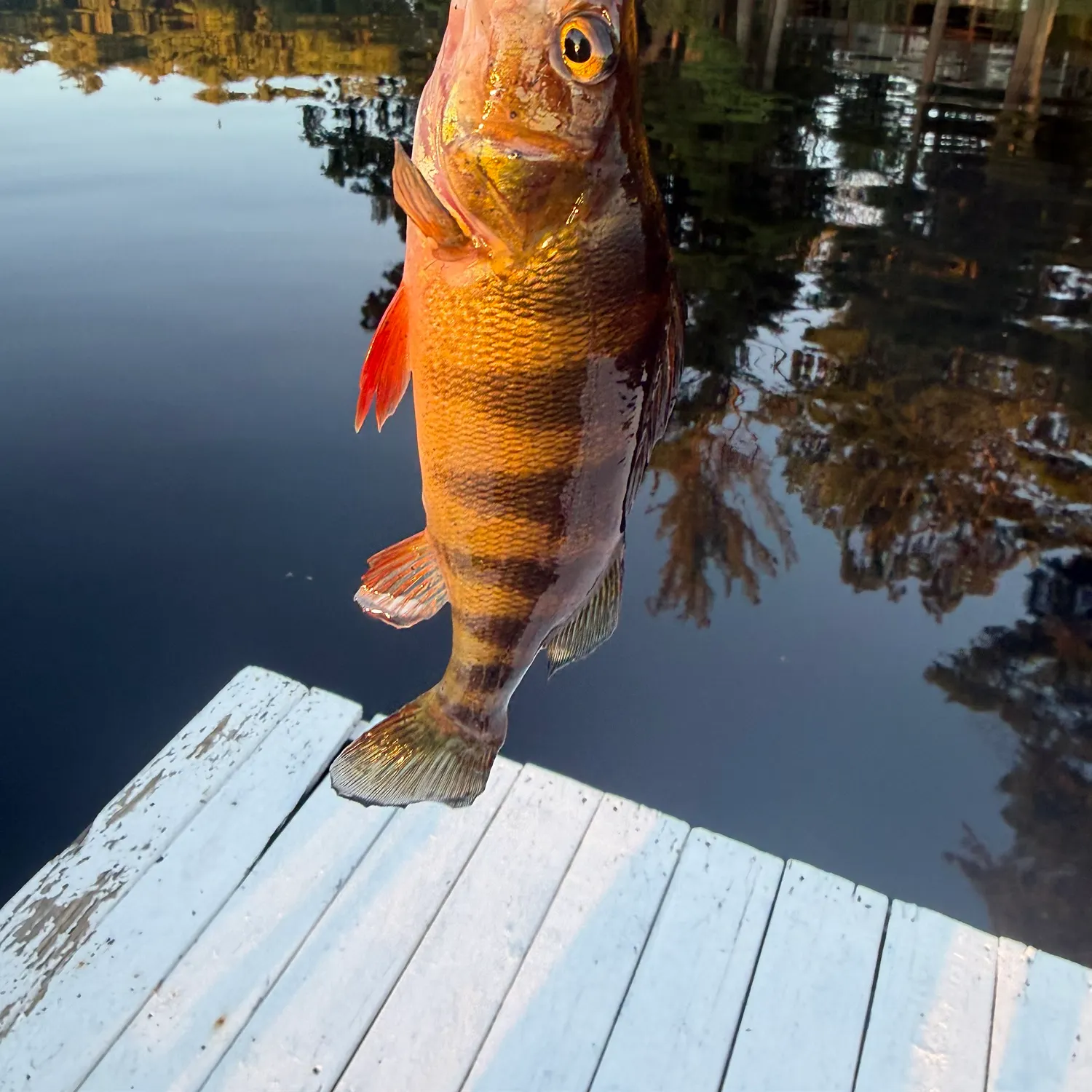 Yellow perch caught on Fishbrain