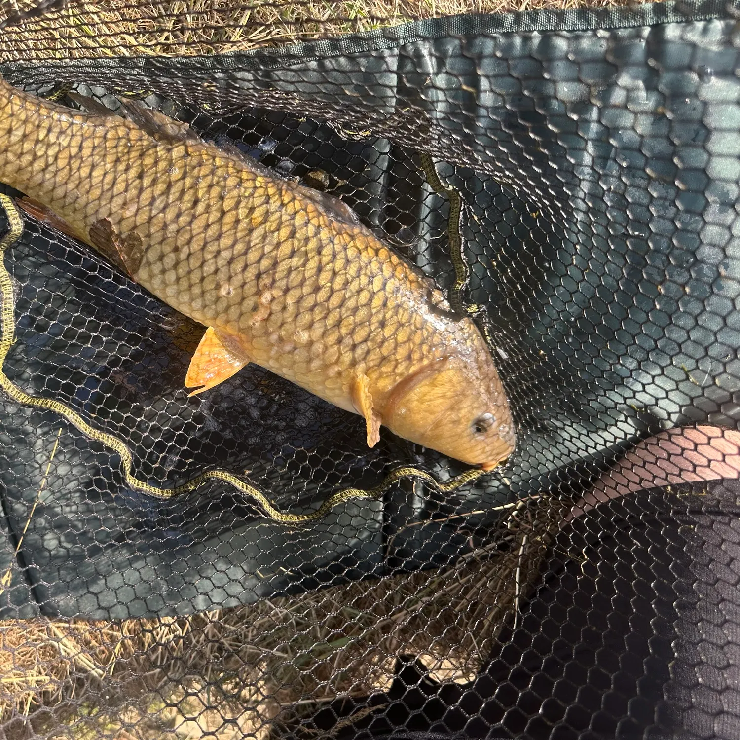 Common carp caught on Fishbrain