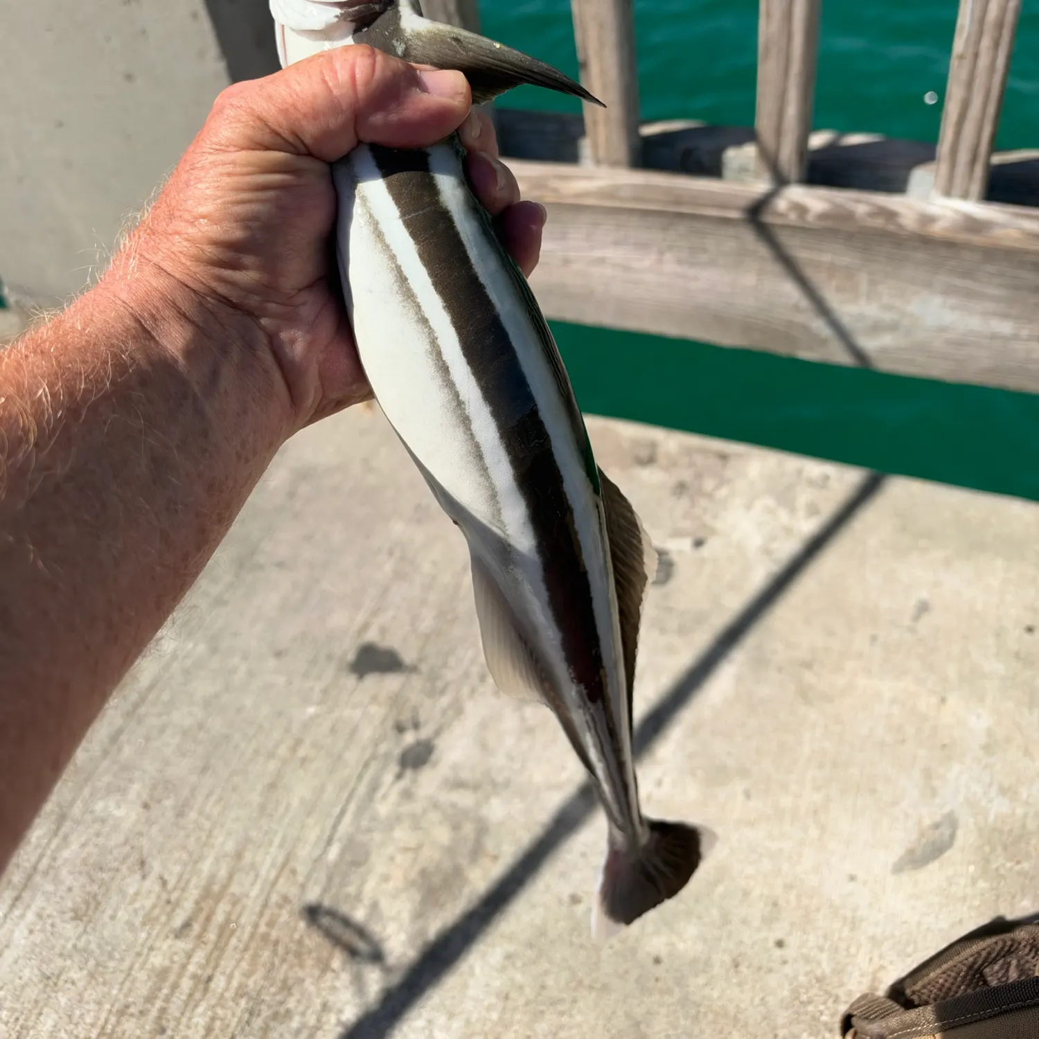 The most recent Common remora catches on Fishbrain
