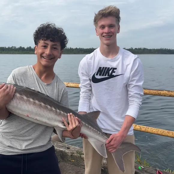 The most recent White sturgeon catches on Fishbrain