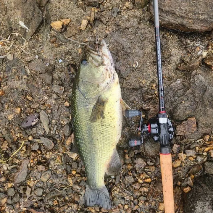 Largemouth bass caught on Fishbrain