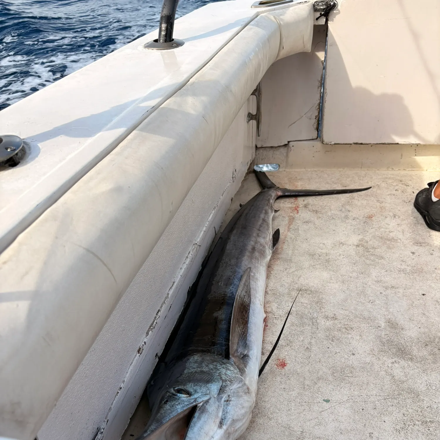 The most recent Striped marlin catches on Fishbrain