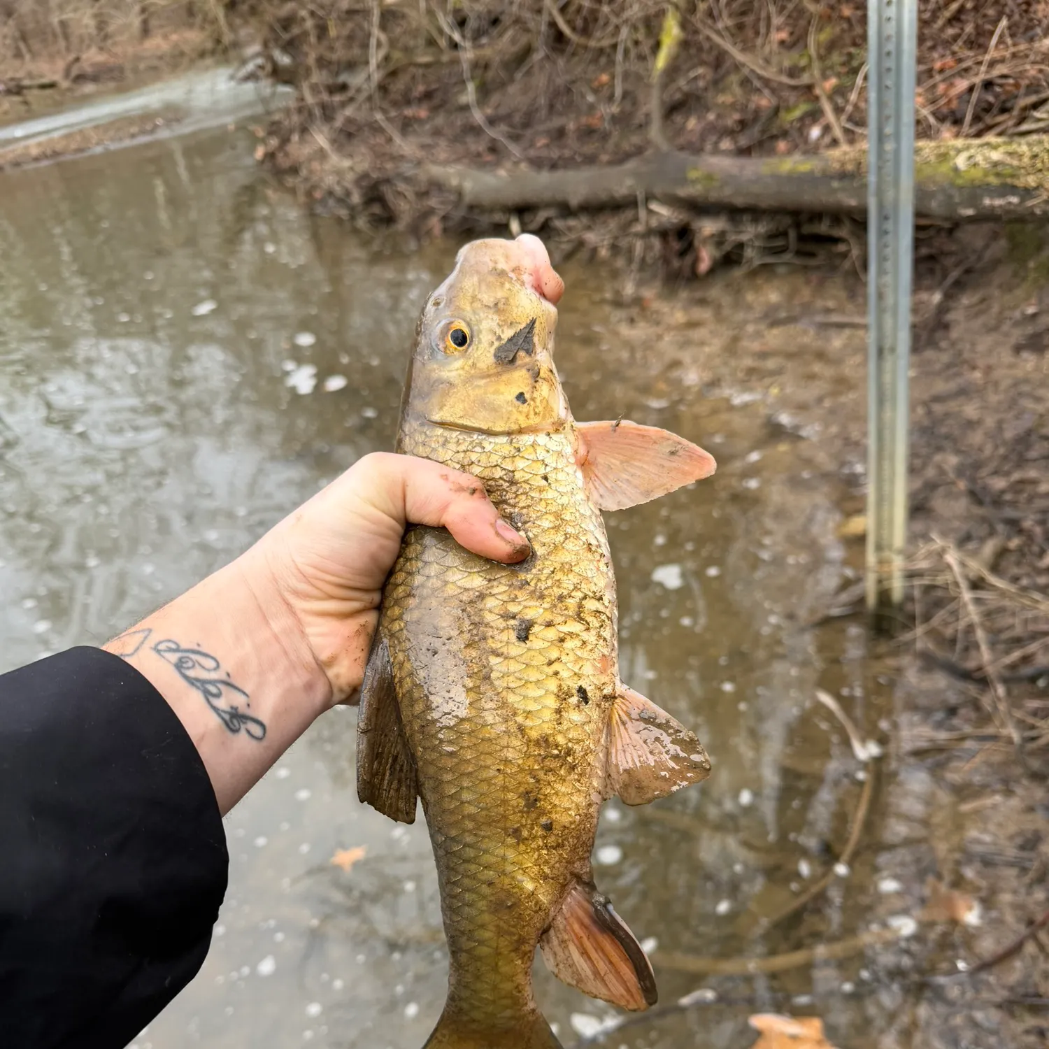 The most recent Golden redhorse catches on Fishbrain