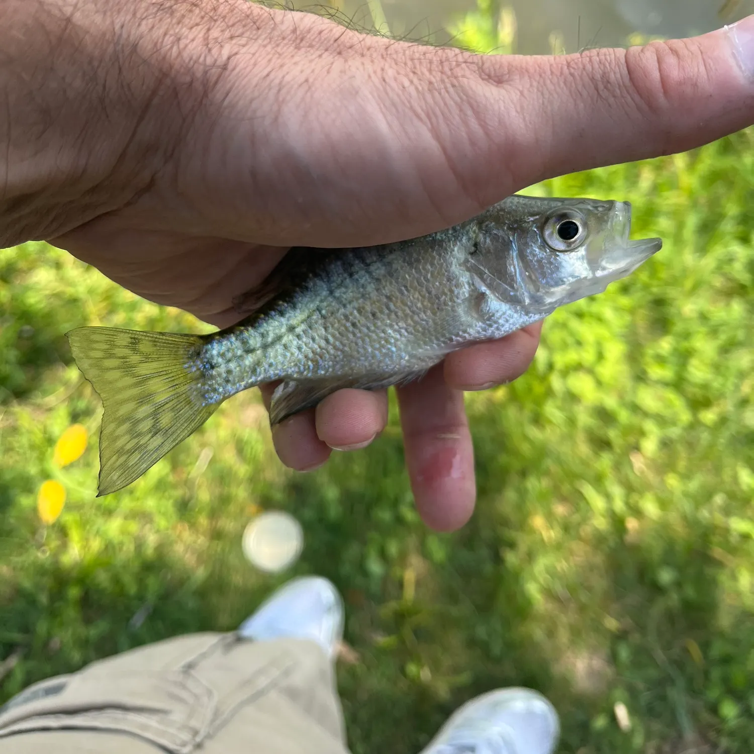 White crappie caught on Fishbrain