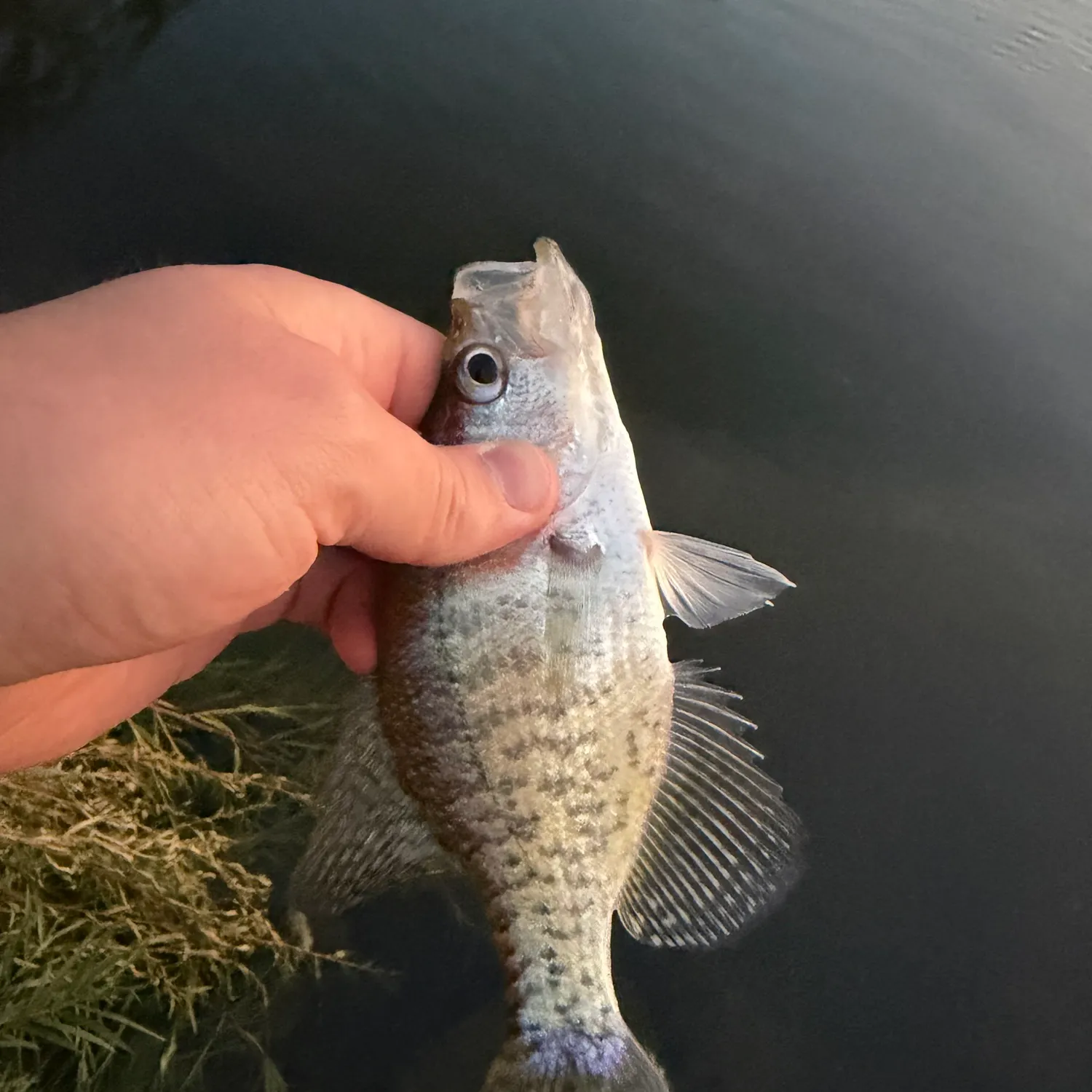 White crappie caught on Fishbrain