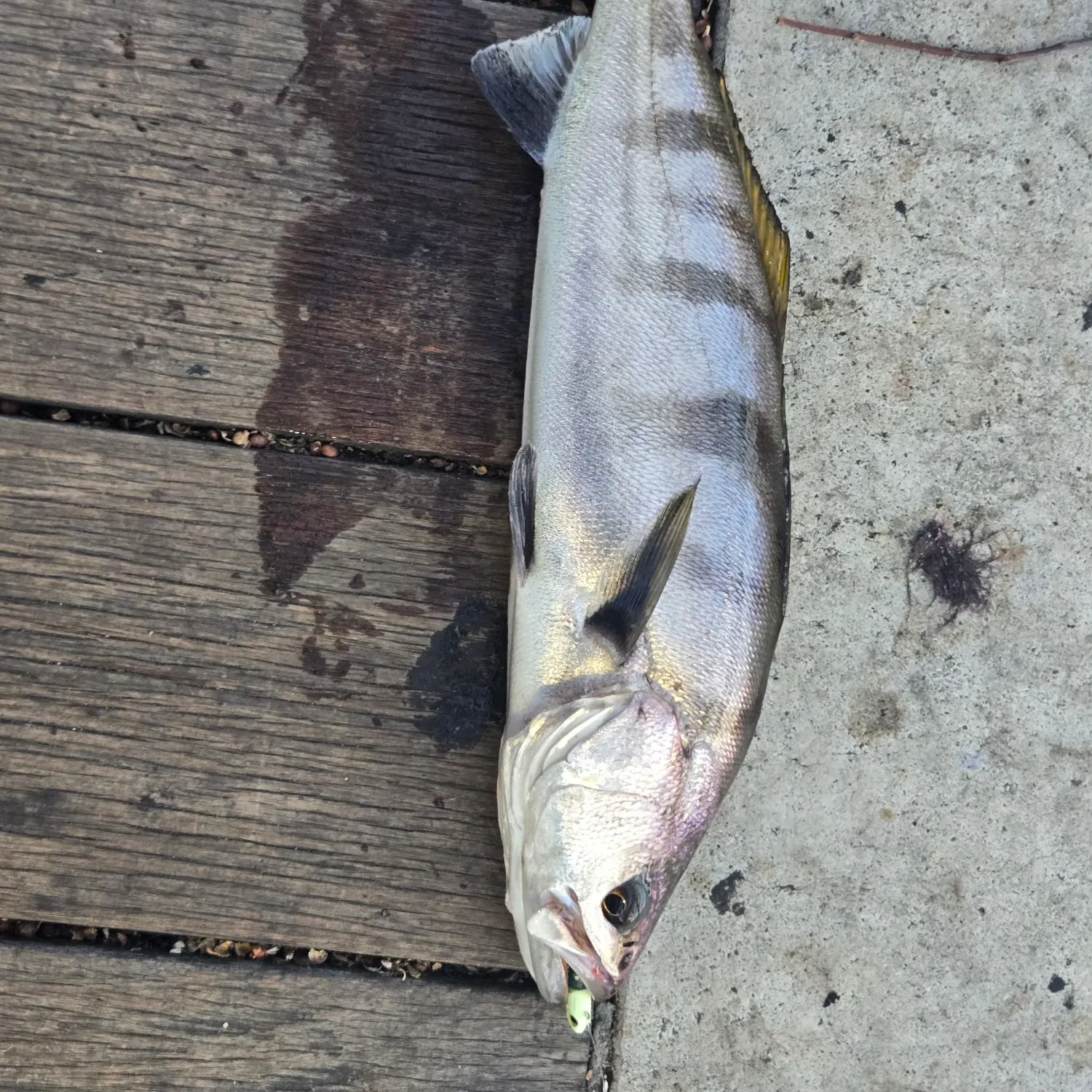 White seabass caught on Fishbrain