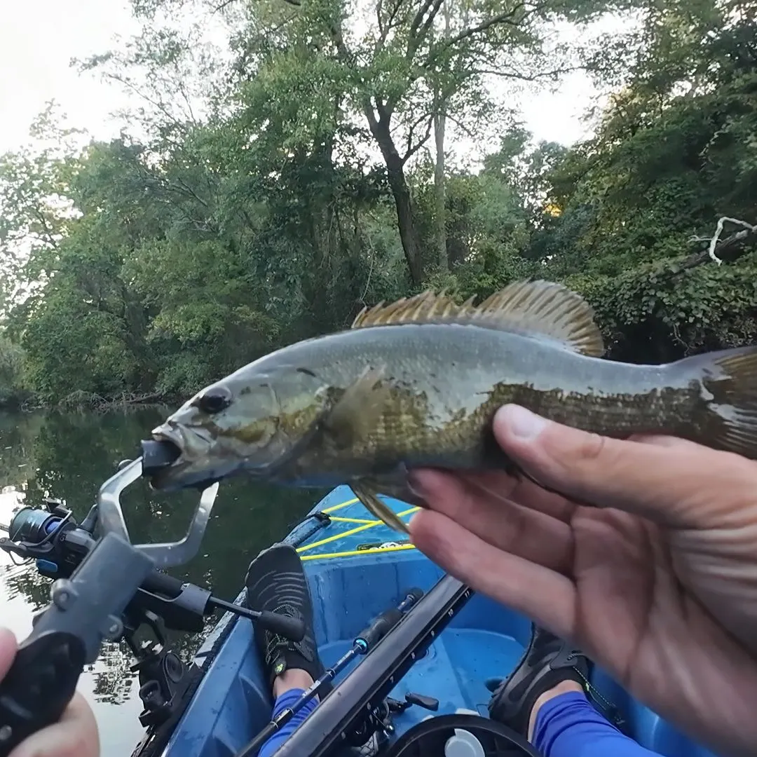 Smallmouth bass caught on Fishbrain