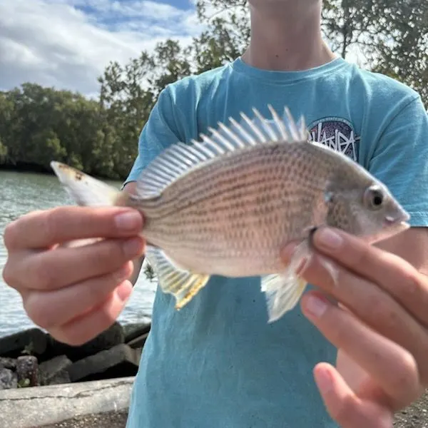 Surf bream caught on Fishbrain