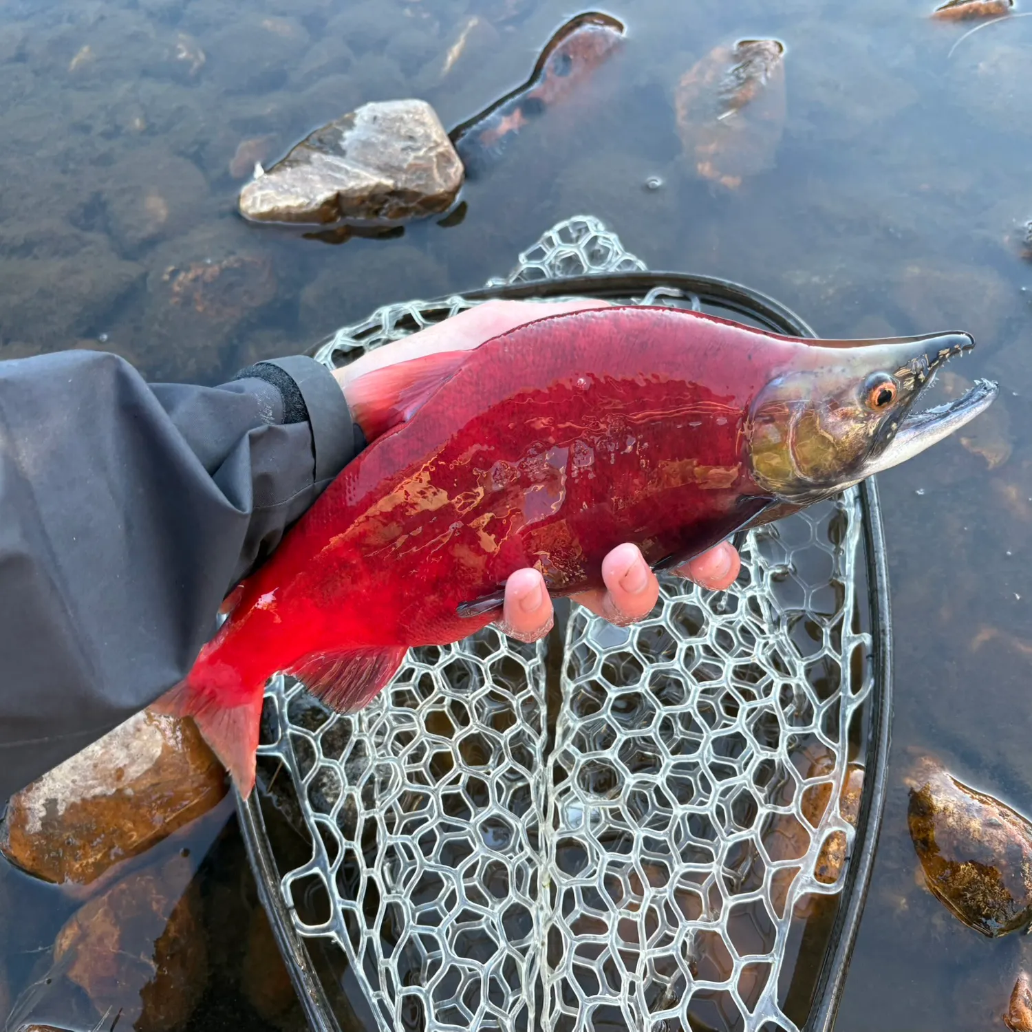 Kokanee salmon caught on Fishbrain