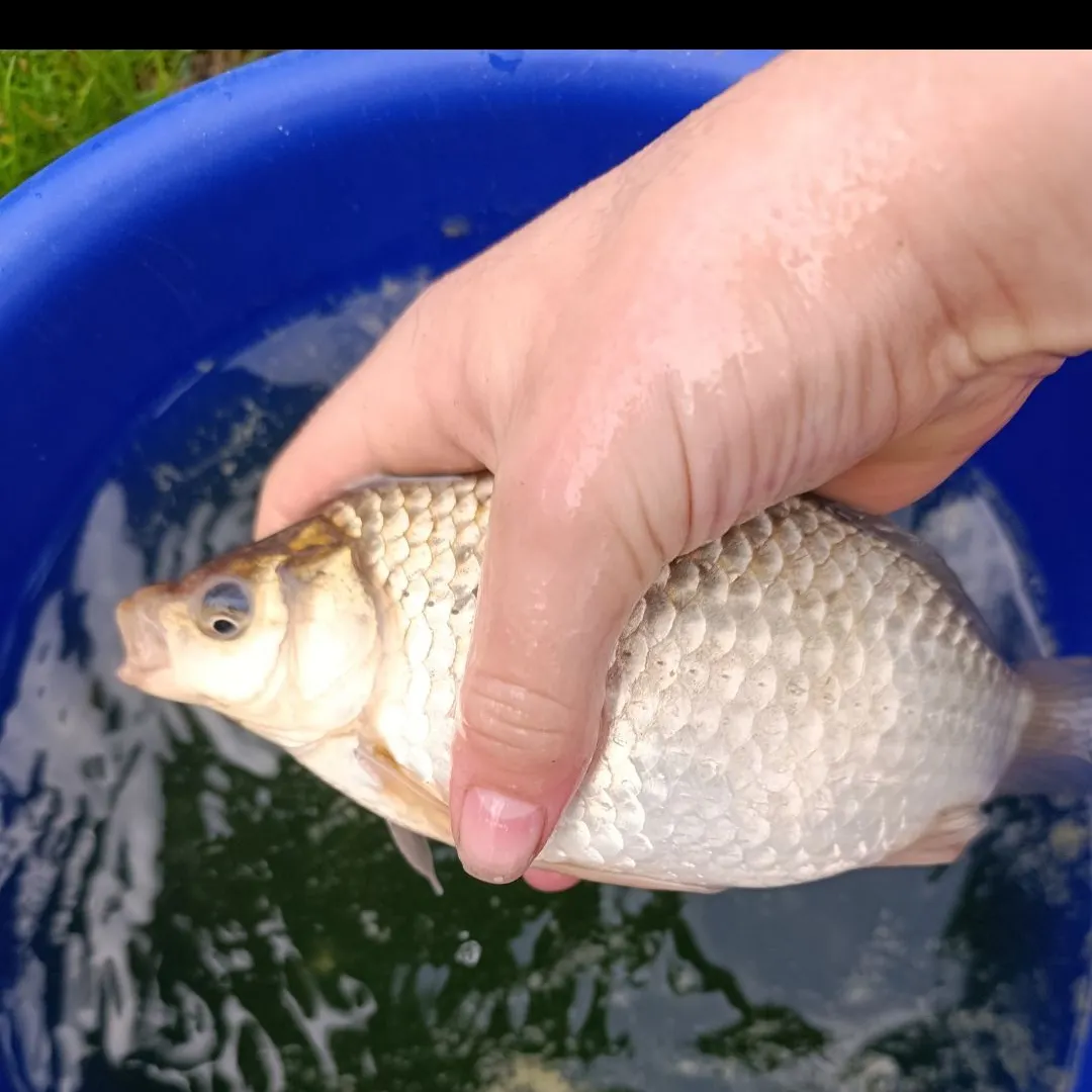 The most recent Prussian carp catches on Fishbrain