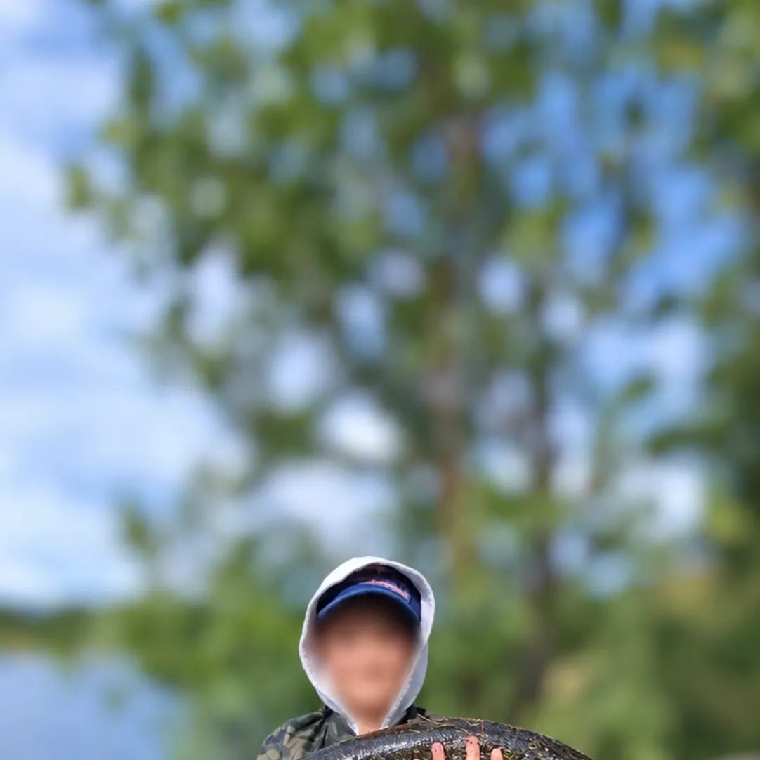 Northern pike caught on Fishbrain