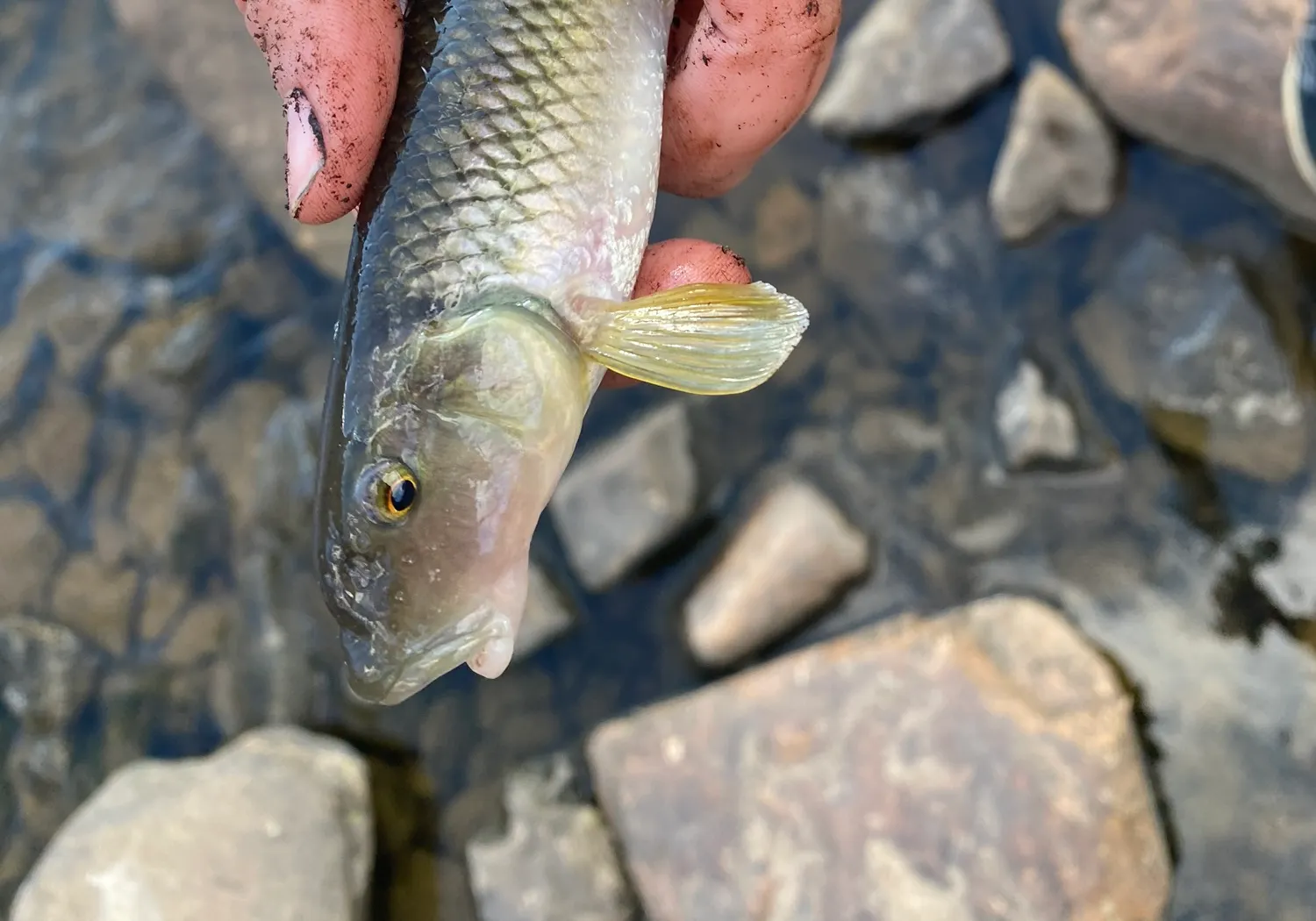 River chub