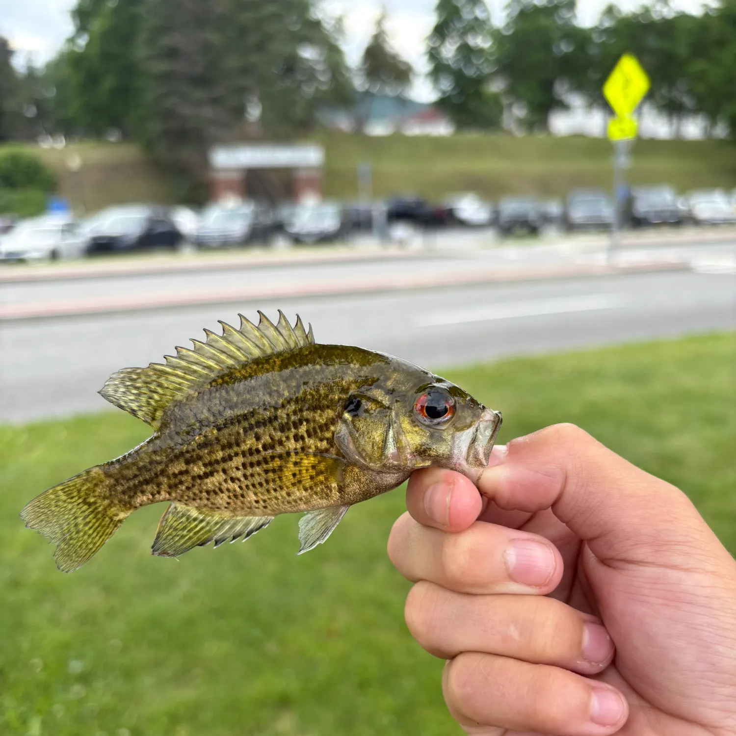 catch