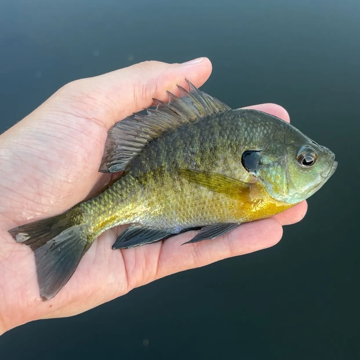 Bluegill caught on Fishbrain