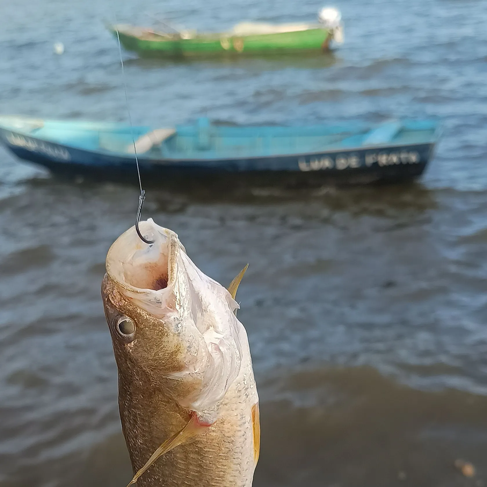 Atlantic croaker caught on Fishbrain
