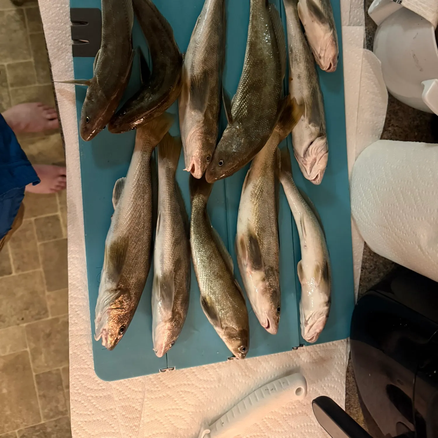 recently logged catches