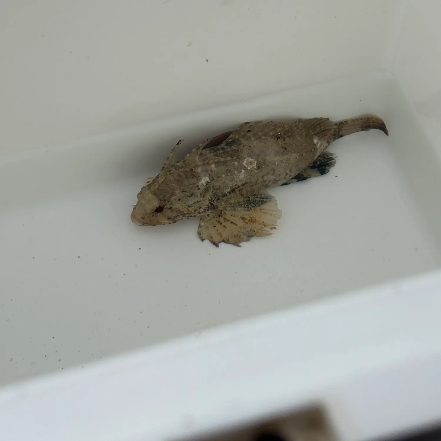 The most recent Wispy waspfish catches on Fishbrain