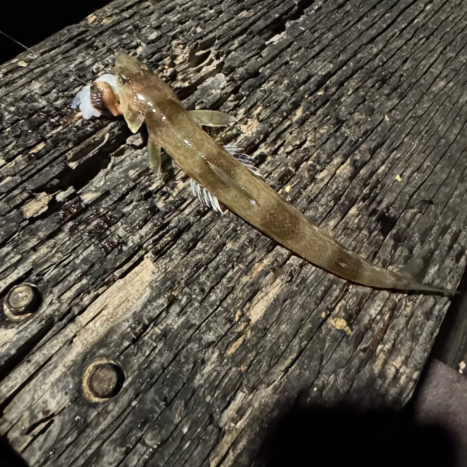The most recent California lizardfish catches on Fishbrain