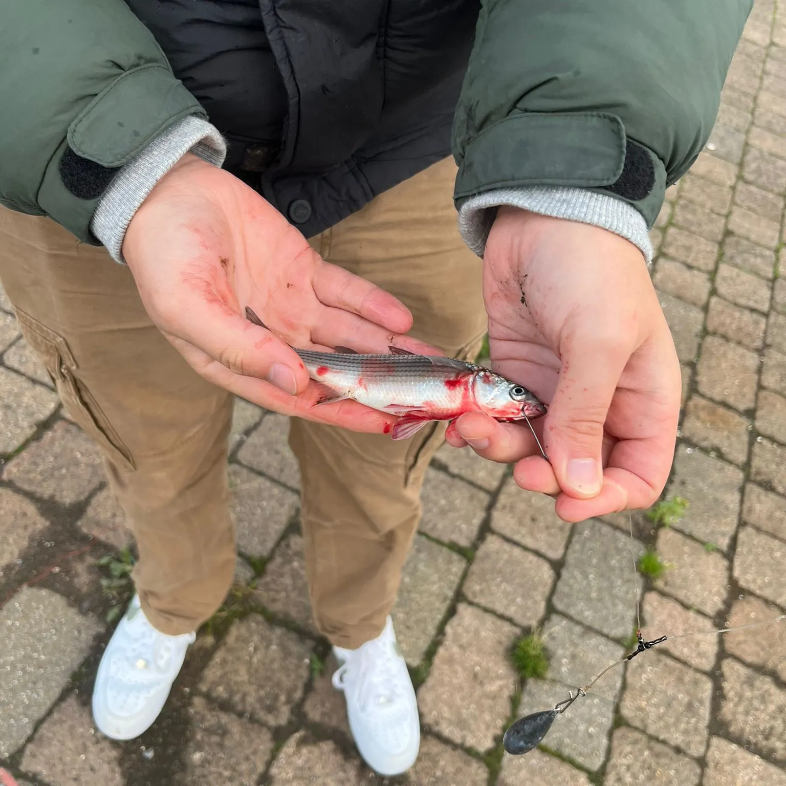 The most recent Thicklip grey mullet catches on Fishbrain