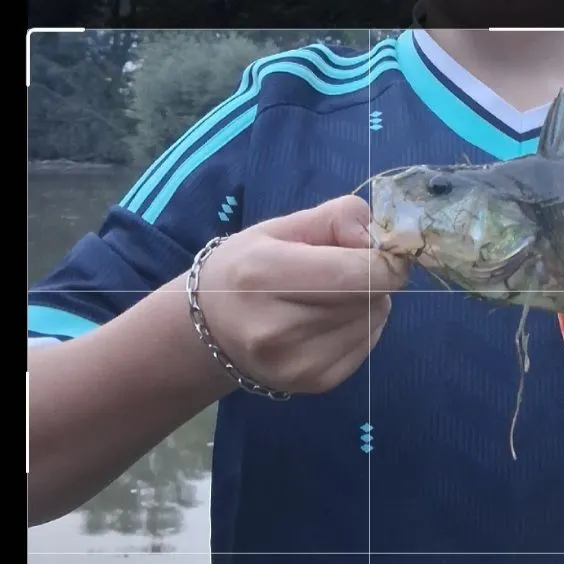 European perch caught on Fishbrain