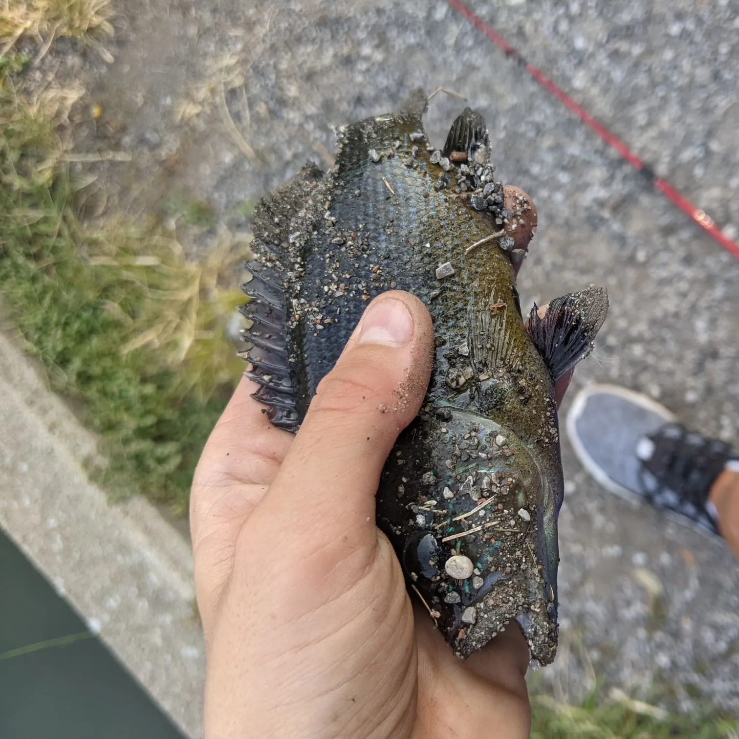 Bluegill caught on Fishbrain