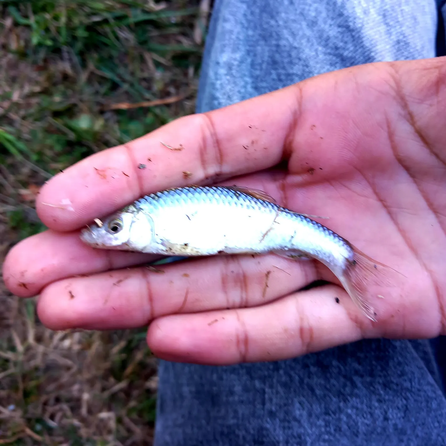 Gudgeon caught on Fishbrain