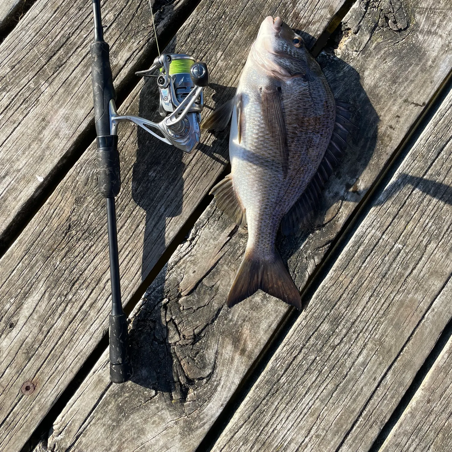 recently logged catches