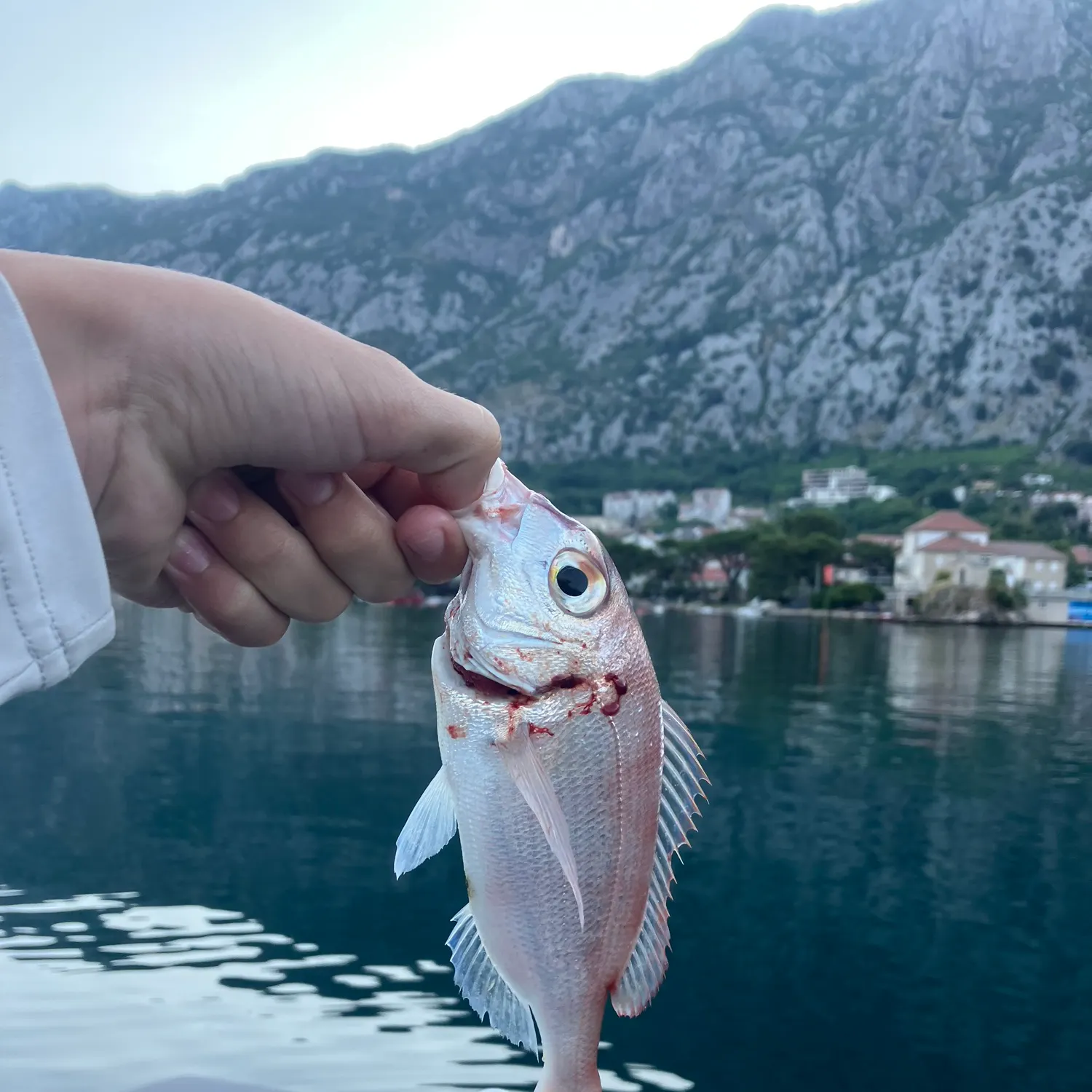 The most recent Common pandora catches on Fishbrain