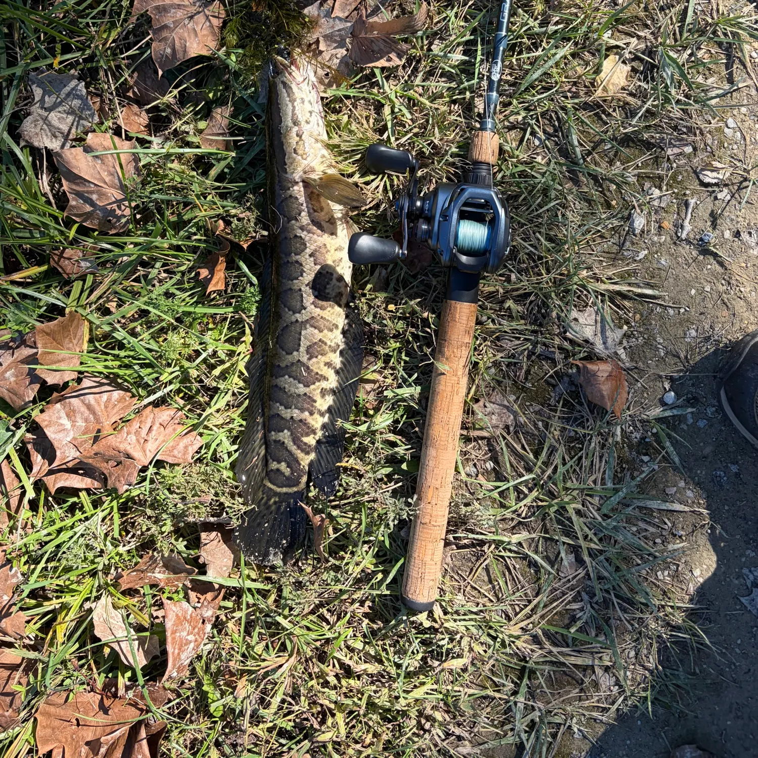 Northern snakehead caught on Fishbrain